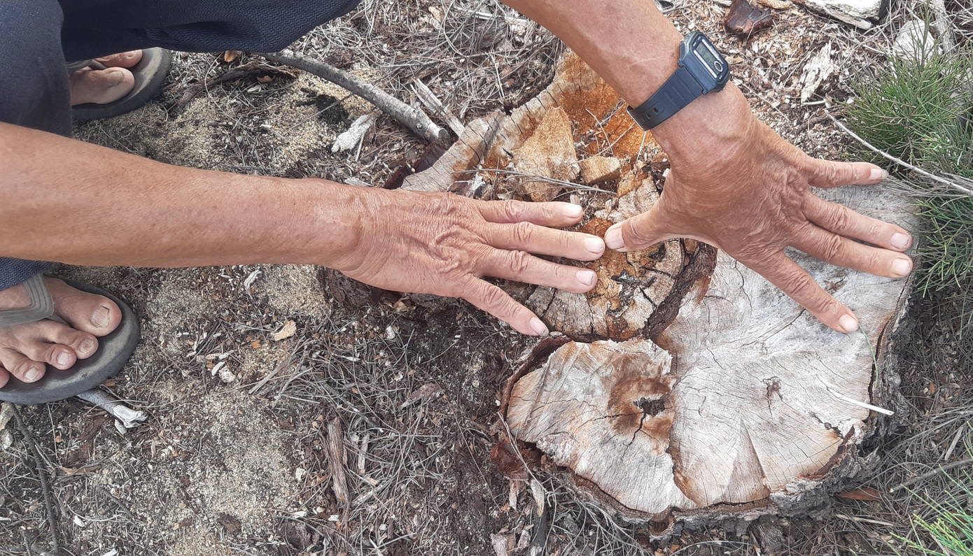 Lá chắn thiên tai hơn 140 ha ở Bình Định bị 'thủ tiêu' trơ gốc ảnh 4