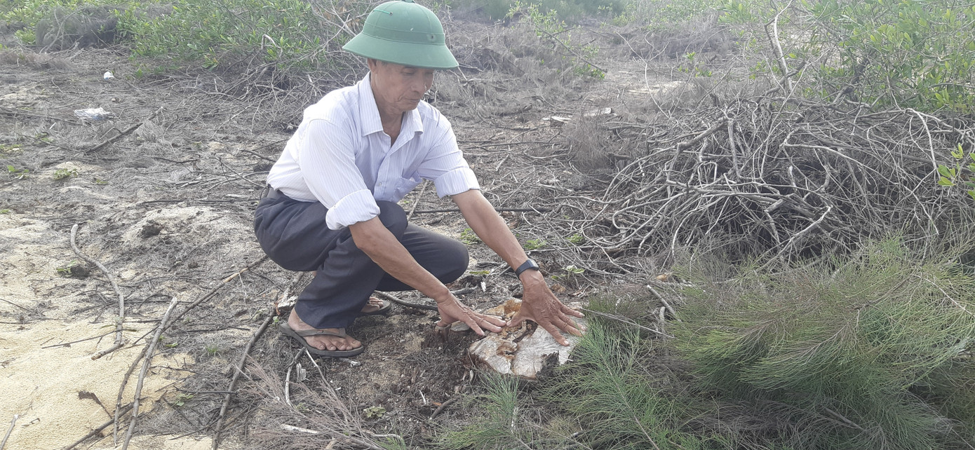 Ai 'thủ tiêu' hơn 140 ha rừng dương lá chắn thiên tai ở Bình Định? ảnh 2