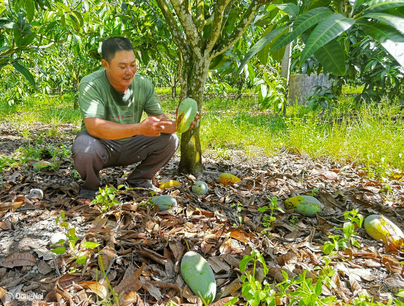 Xoài Đài Loan thường bán được với giá cao nhờ xuất khẩu tốt, hiện chín rụng đầy vườn ở Đồng Nai vì giá chỉ còn 1.000 đồng/kg, giá bán không đủ bù công thu hoạch. Ảnh: B.Nguyên