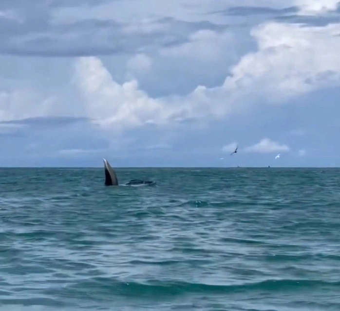 Cá voi mở rộng vòm họng để ăn các loài cá nhỏ. Ảnh: Hồng Tươi