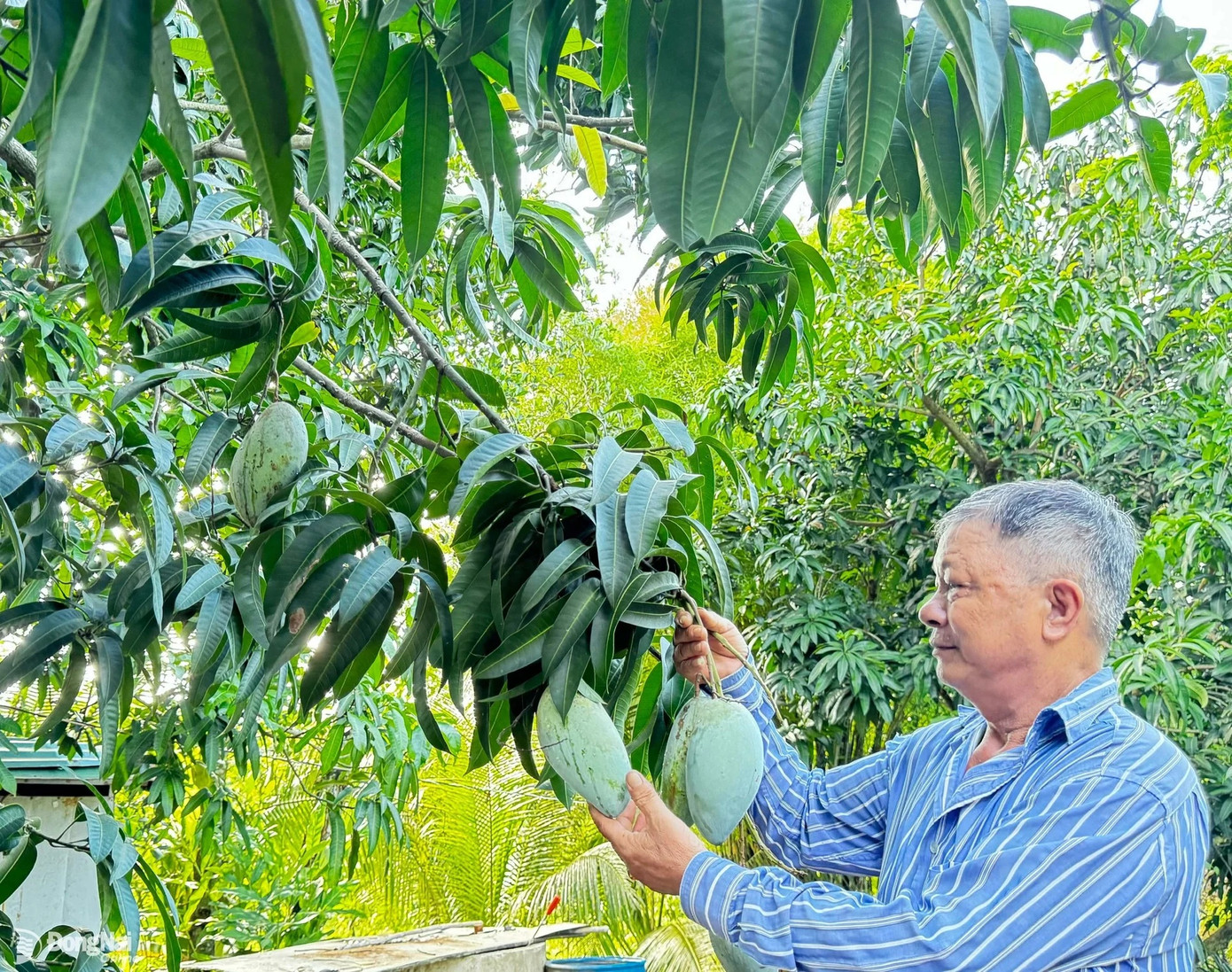 Xoài Đài Loan đến kỳ thu hoạch vẫn được neo tại vườn ở nhiều địa phương của tỉnh Đồng Nai vì không có thương lái thu mua. Ảnh: B.Nguyên