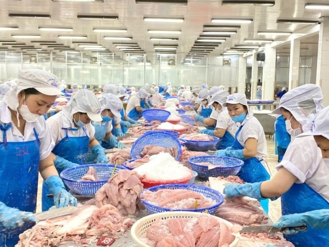 Xuất khẩu cá tra tăng trưởng ổn định trong những tháng đầu năm. Ảnh: VASEP.