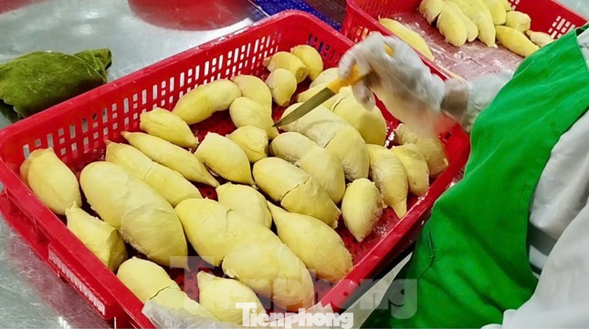 Xuất khẩu sầu riêng đang gặp nhiều khó khăn.
