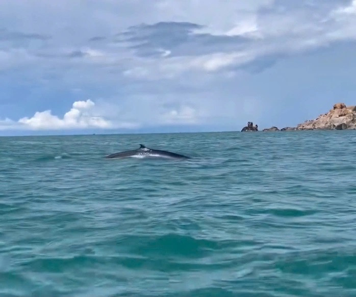 Con cá voi xuất hiện 2 ngày nay ở vùng biển Cổ Thạch, áp sát bờ. Ảnh: Hồng Tươi