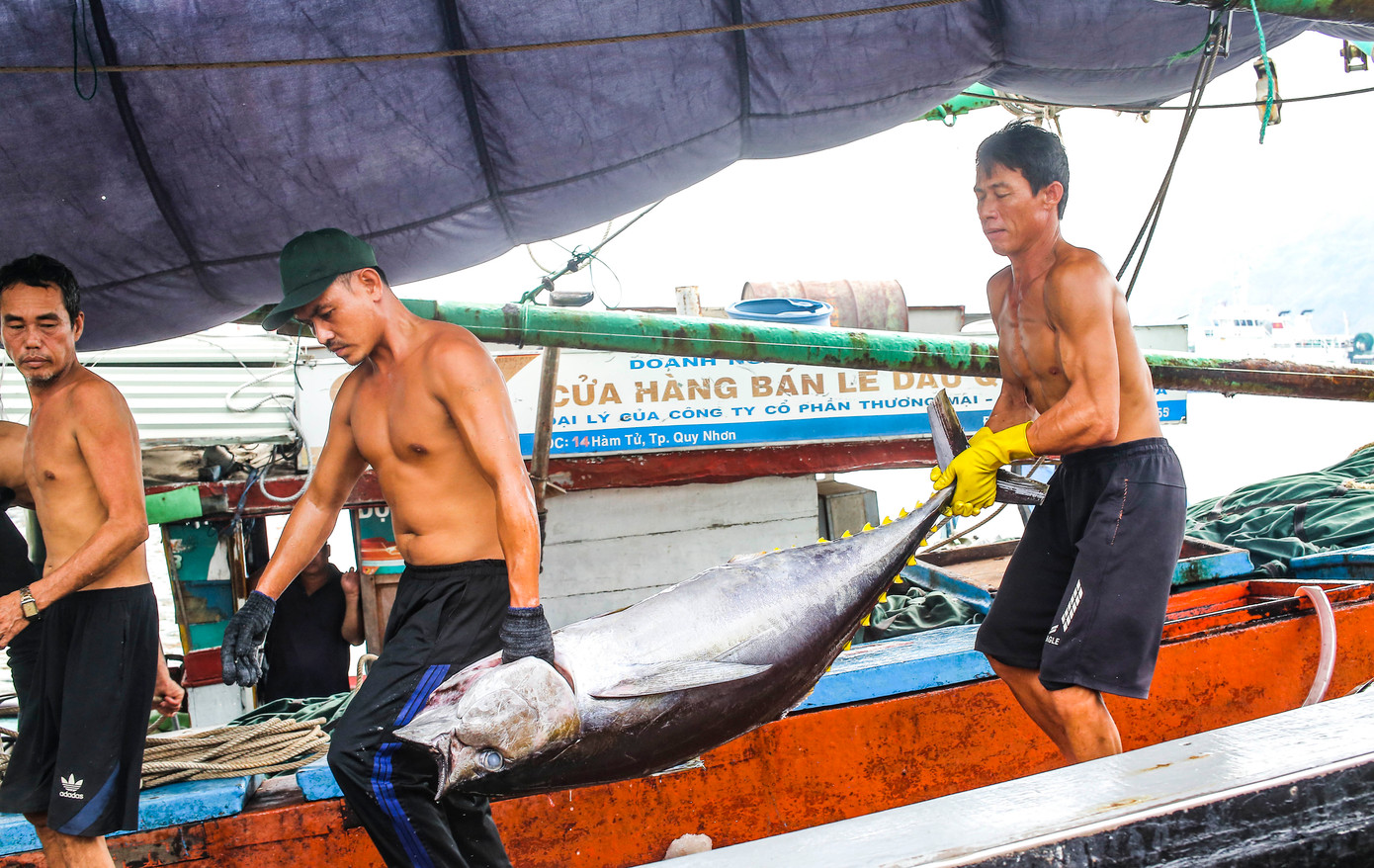 Cá ngừ đại dương được ngư dân Bình Định đánh bắt mang vào bờ.