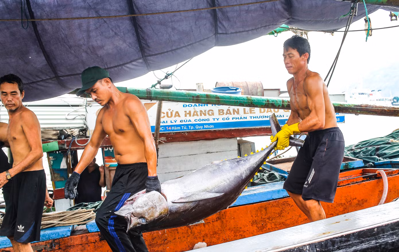 Cá ngừ đại dương được ngư dân Bình Định đánh bắt mang vào bờ. Cá ngừ đại dương được ngư dân Bình Định đánh bắt mang vào bờ.