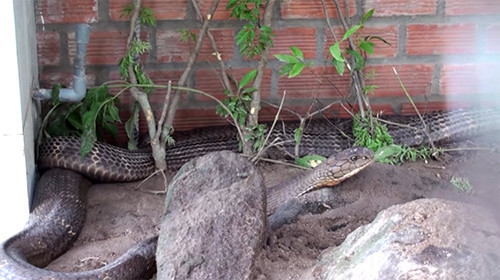 An Giang xác minh thông tin cặp rắn hổ 60 kg bắt được ở núi Cấm ảnh 1