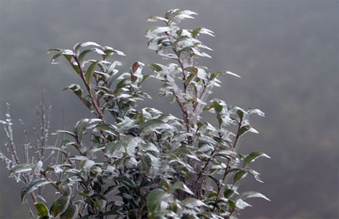 Lá cây cũng trắng xóa băng tuyết. Lá cây cũng trắng xóa băng tuyết