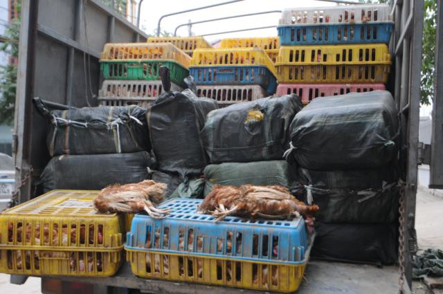 Nhiều con gà đã chết trước khi đến nơi tiêu thụ. Ảnh: T.N