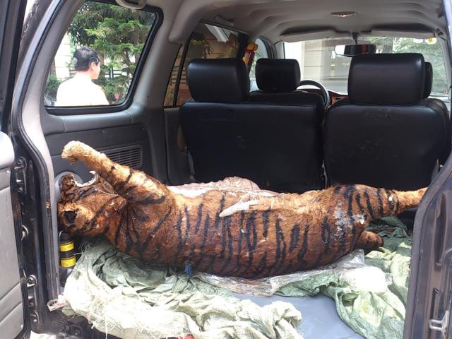 Cá thể Báo hoa mai đông lạnh bị công an phát hiện, bắt giữ