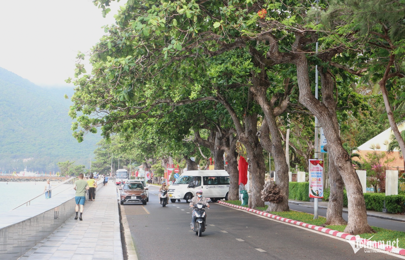 Hàng cây bàng di sản trên đường Tôn Đức Thắng. Hàng cây bàng di sản trên đường Tôn Đức Thắng.