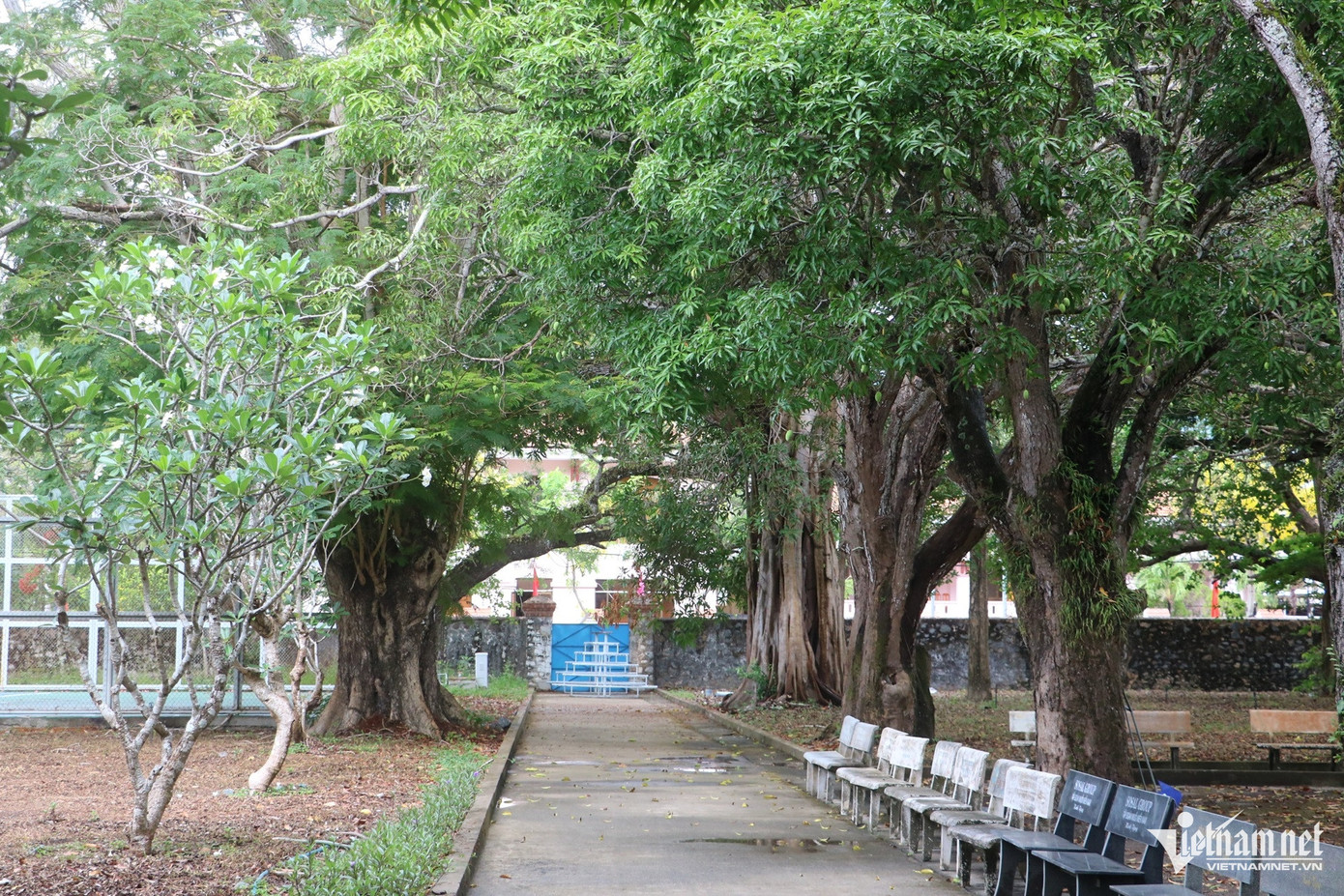 Khuôn viên di tích Nhà chúa đảo có đến 15 cây di sản, gồm 8 cây bàng, 4 cây bằng lăng, 2 cây thị rừng và 1 cây điệp vàng. Khuôn viên di tích Nhà chúa đảo có đến 15 cây di sản, gồm 8 cây bàng, 4 cây bằng lăng, 2 cây thị rừng và 1 cây điệp vàng.