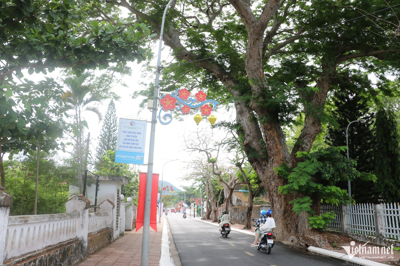 Cây di sản Điệp bèo cổ thụ trên đường Nguyễn Huệ tỏa bóng mát cho cả đoạn đường. Cây di sản Điệp bèo cổ thụ trên đường Nguyễn Huệ tỏa bóng mát cho cả đoạn đường.