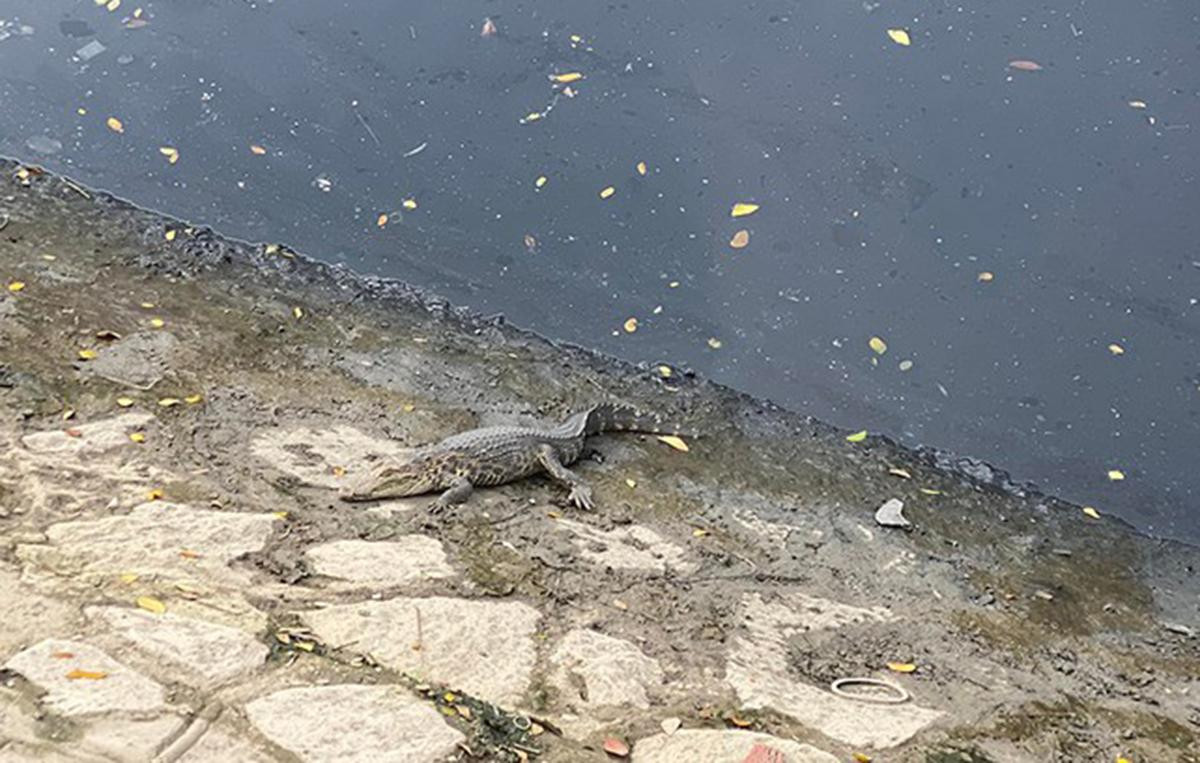 Cá sấu nằm phơi nắng trên kênh Lò Gốm.