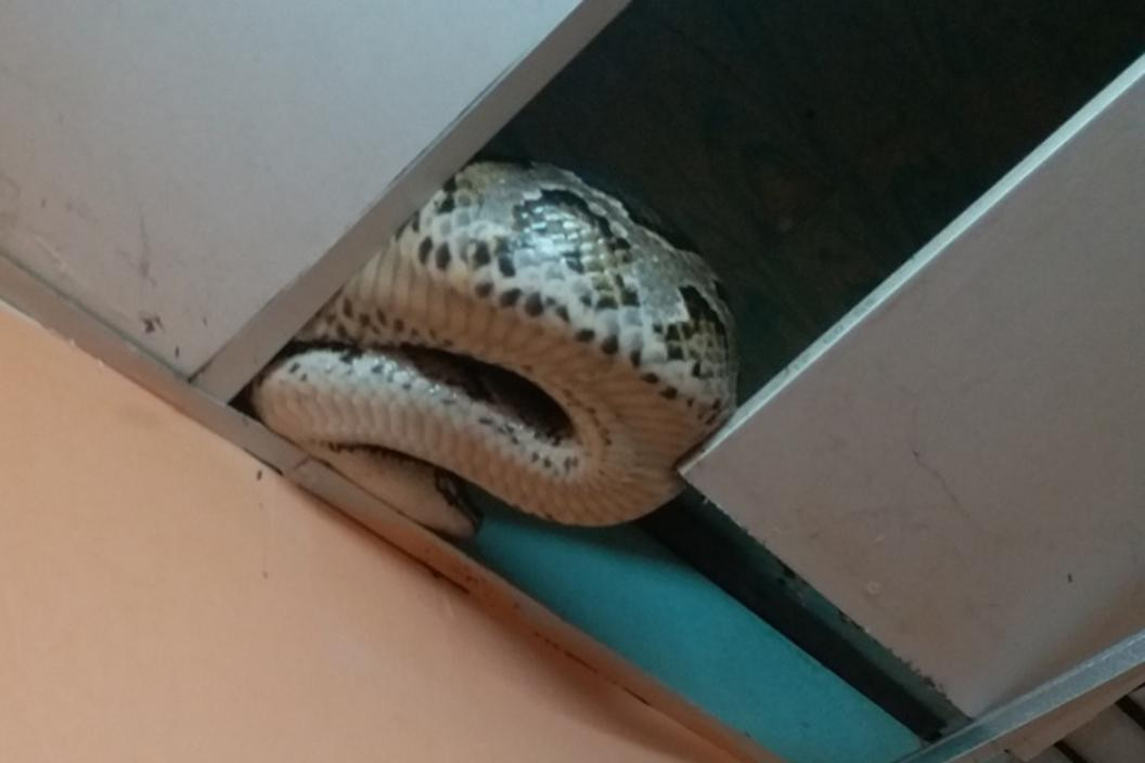 Con trăn nặng 25kg trên nóc nhà dân.