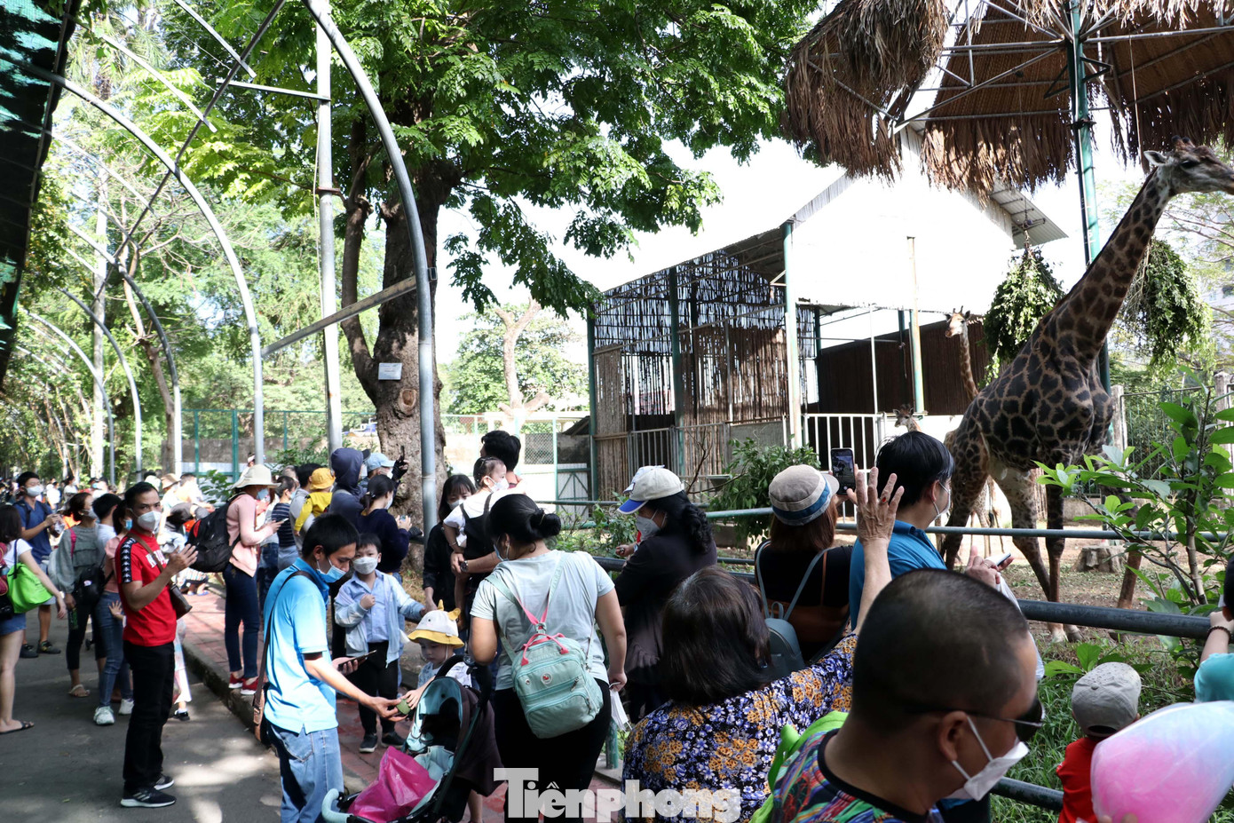 Đa số tụ tập theo nhóm hoặc cả gia đình cùng đi.