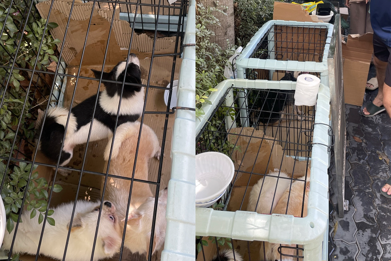 Đàn chó được cư dân cưu mang khi bị để dưới sân chung cư (Ảnh: Cư dân cung cấp).