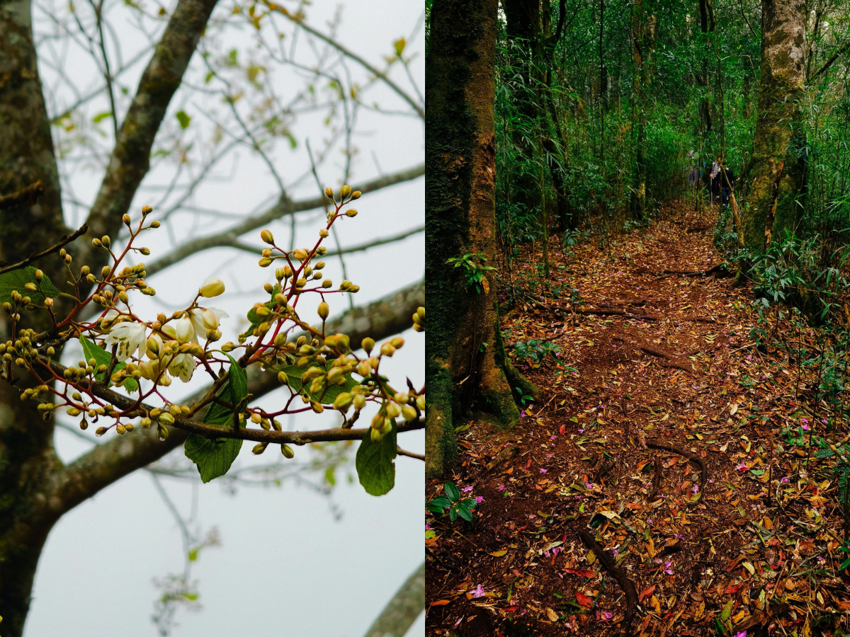 Vị nhiếp ảnh gia chia sẻ rằng quãng đường di chuyển lối đường mòn "bí mật" này vô cùng khó khăn. Nhằm đảm bảo thể trạng để leo núi, anh đã tập đi bộ khoảng 1 tuần trước. Khi bắt đầu chuyến đi cần lưu ý mặc đủ ấm, ăn đủ chất và uống đủ nước, đó là những yếu tố sinh tồn cơ bản cần phải đáp ứng. Ảnh: Nguyễn Trọng Cung.