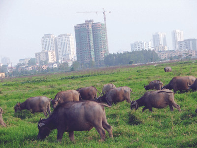 Dự án khu đô thị Tây Hồ Tây nhiều năm triển khai vẫn chưa biết ngày nào khởi công. Ảnh: Hà Anh