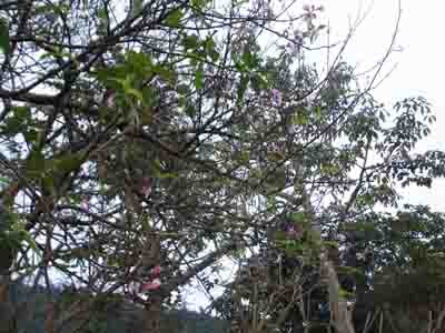 Hình ảnh đào nở sớm ở Mường Lý, huyện Mường Lát