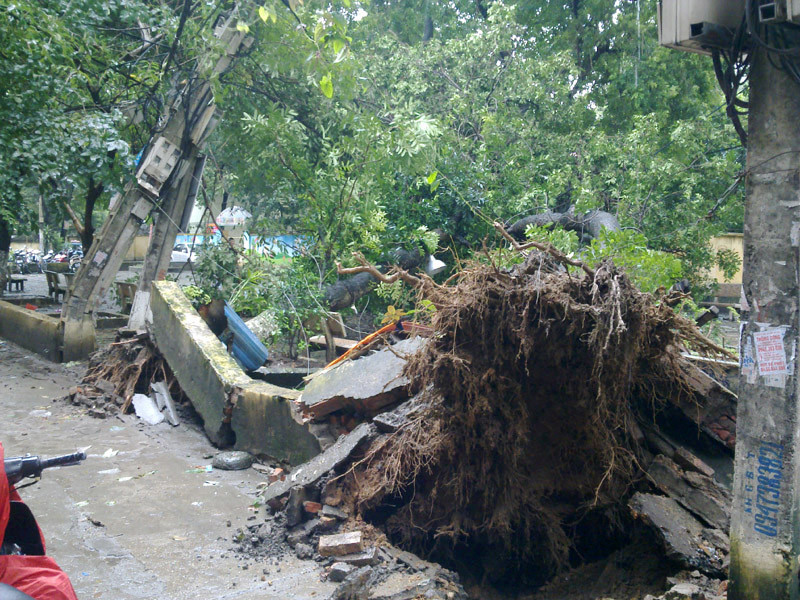 Mưa nhiều ngày qua đã khiến đất bở, sau trận gió to trưa nay, hai cây này đã bị bật gốc