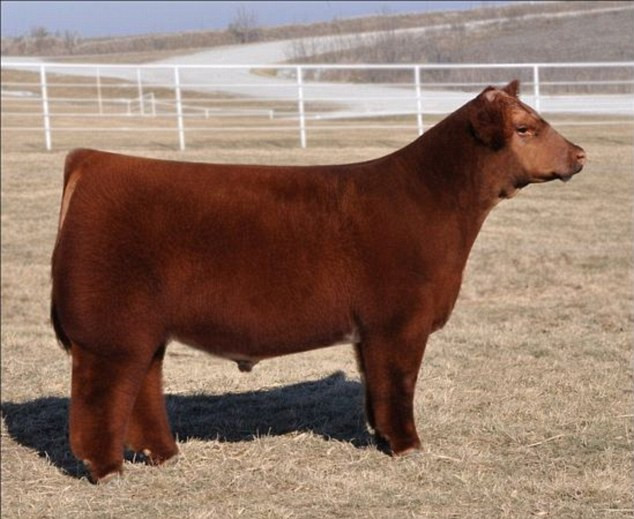 Điều đáng chú ý là trong qui trình chăm sóc "theo kiểu các quý cô" này lại là các chú bò đực. Điều đáng chú ý là trong qui trình chăm sóc