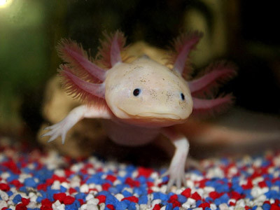 Loài vật đó là giống Axolotl (Ambystoma mexicanum), một loài lưỡng cư có xuất xứ từ đất nước Mexico