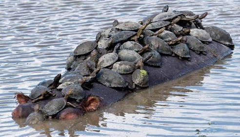 Đàn rùa chen chúc trên lưng hà mã để đi nhờ ảnh 1