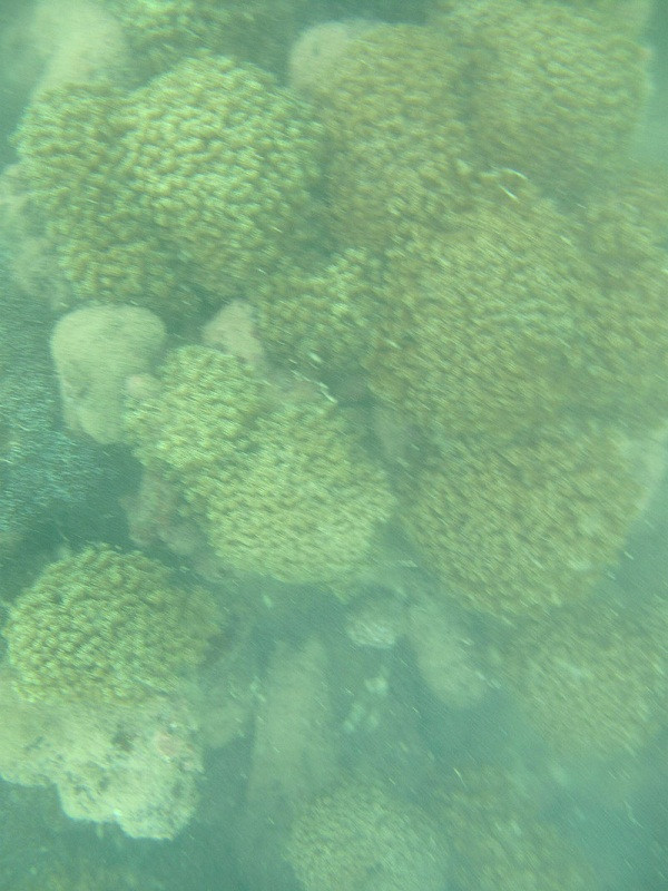 Những rặng san hô tuyệt đẹp dưới đáy biển Cát Bà