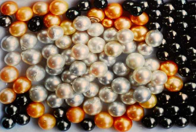 Những viên ngọc đủ màu sắc vừa được thu hoạch