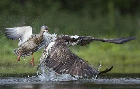 Vịt trời giận dữ đánh chim ưng tơi tả ảnh 2