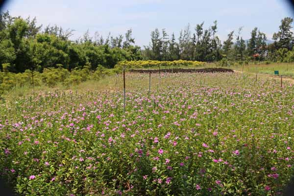 Những điểm ăn chơi ngon, bổ, rẻ, đẹp mê hồn khi tới Phú Yên ảnh 5