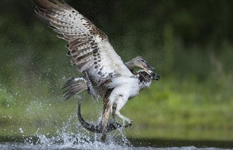 Vịt trời giận dữ đánh chim ưng tơi tả ảnh 3