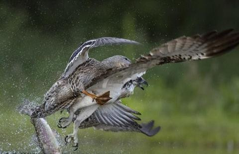 Vịt trời giận dữ đánh chim ưng tơi tả ảnh 4