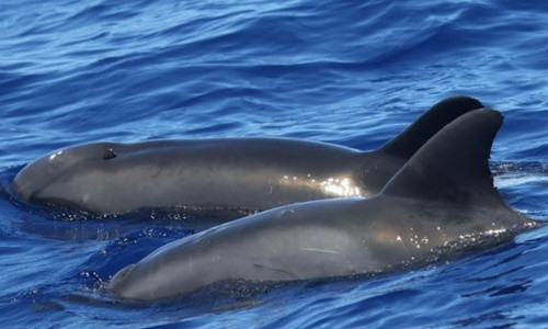 Phát hiện sinh vật lai mới giữa cá heo và cá voi ảnh 1