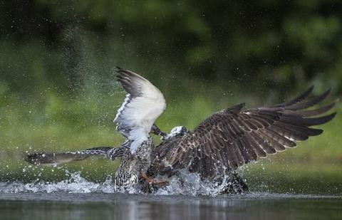 Vịt trời giận dữ đánh chim ưng tơi tả ảnh 1