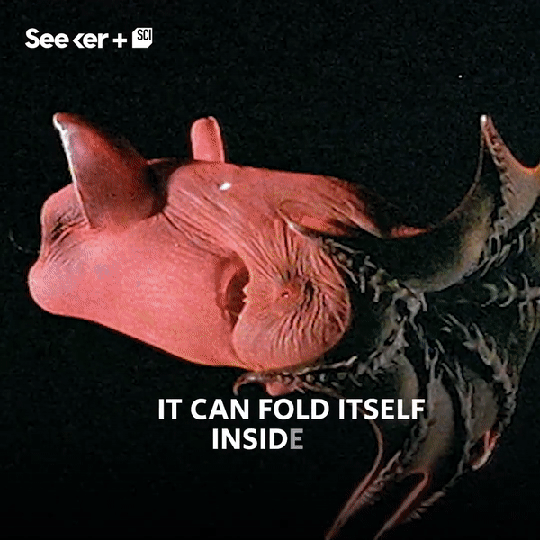 Sởn gai ốc với loài động vật đến từ 'địa ngục' - Mực Ma cà rồng ảnh 1