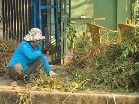  Cà gai tươi được chặt nhỏ để phơi khô