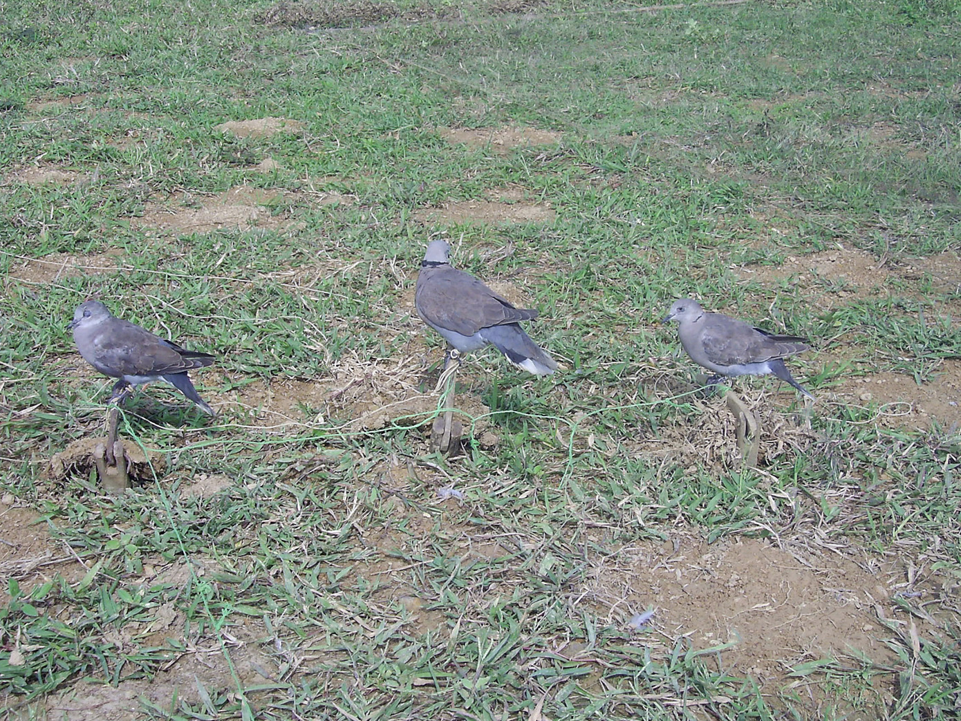 Chim ngói mồi bị khâu kín mắt