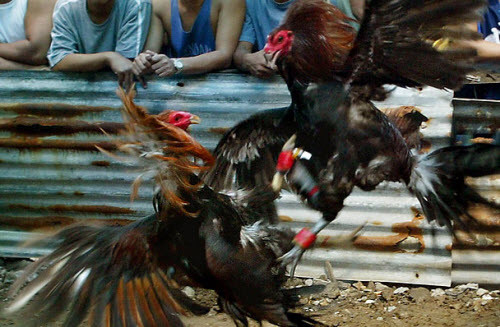 Ảnh minh họa. Ảnh minh họa