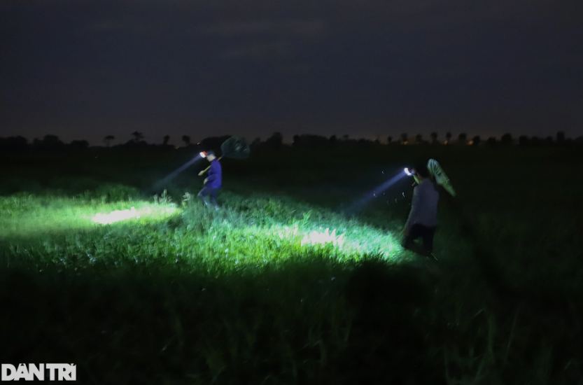 Người săn cào cào tìm kiếm những cánh đồng cỏ lớn để hành nghề. Vài chục năm trước, nghề này chưa được nhiều người biết đến. Cào cào được bắt bằng tay, không cần tuyển chọn từng loại. Số lượng nhiều nên việc có thể đi vợt vào sáng sớm hoặc chiều tối. Bởi, đây là thời điểm chúng ra ổ kiếm ăn.