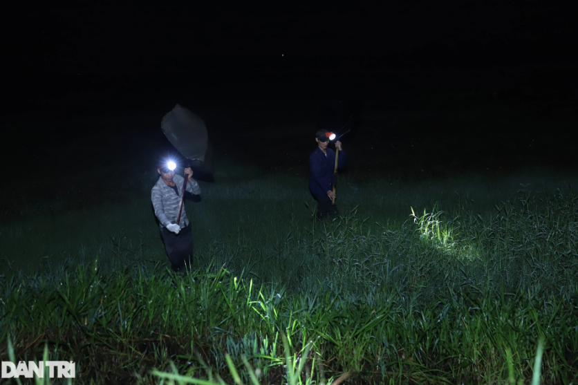 Anh Ty cùng một người bạn vượt qua nhiều cánh đồng để đến nơi vợt cào cào trong đêm.