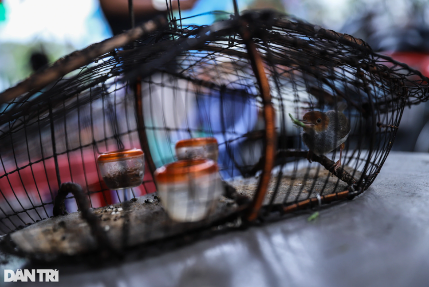 "Bây giờ người chơi chim nhiều hơn trước và chuộng đồ tươi hơn thức ăn có sẵn. Khi cho chim ăn cào cào sống lông chim sẽ mượt, béo tốt và hót hay hơn", một người chơi chim cảnh cho hay.