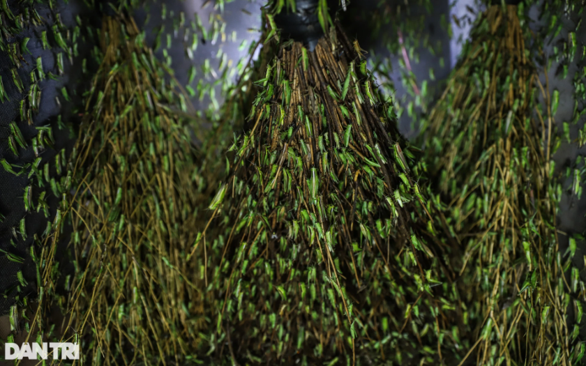 Mỗi đêm, những người vợt cào cào bắt được hàng nghìn con. Điểm đến là những bãi cỏ lớn, đồng ruộng... Vì thế, họ phải thiết kế một chiếc thùng đặt sẵn những bó chổi như thế này để chúng bám, không chồng lên nhau dẫn đến ngộp thở rồi chết. Khi về đến nhà việc bắt và phân loại sẽ dễ hơn.