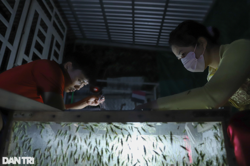 Người bán phải liên tục phân loại cào cào đến 3-4 giờ sáng.