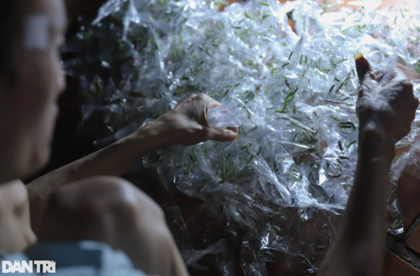 Với những con già đã mọc cánh có giá 500-1.000 đồng. Những con non có giá từ 2.000 đến 3.000 đồng. Mỗi một túi ni lông sẽ có 10 con, được đục lỗ thoáng khí.