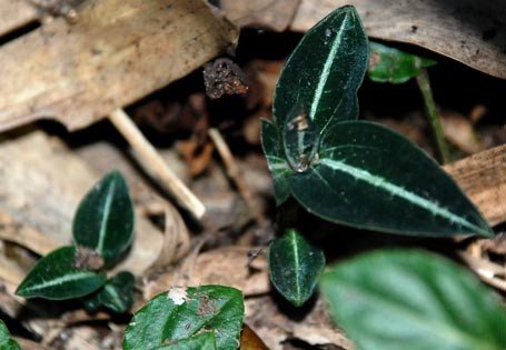 Cây cỏ nhung mà ông Lâm gọi là kim tuyến do tác giả chụp trên độ cao 2.900m trong rừng Hoàng Liên Sơn 