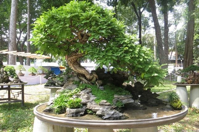 Nhiều loại cây kiểng, bon-sai độc đáo được trưng bày tại Hội hoa xuân