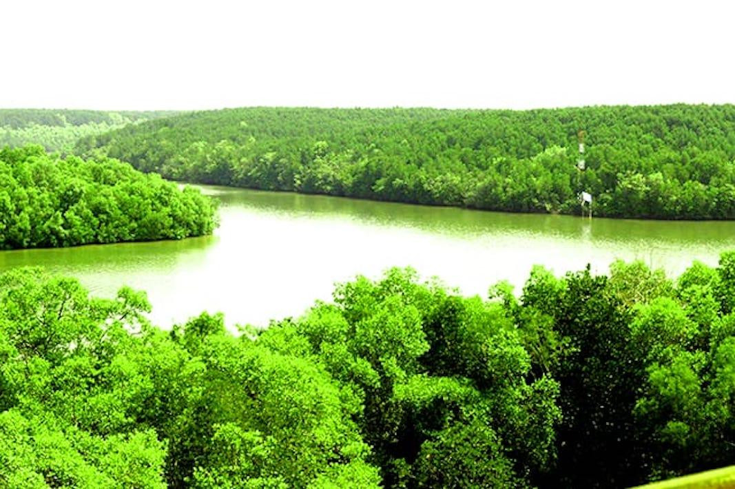 Rừng phòng hộ Cần Giờ Rừng phòng hộ Cần Giờ