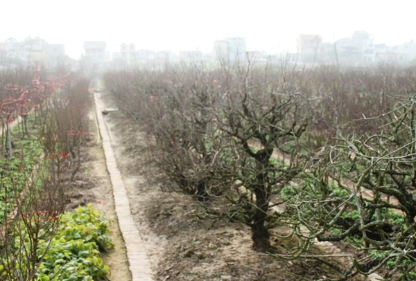 Những vườn đào bình dân như của nhà chị Ngân, anh Hưng lại vắng bóng khách (Ảnh Duyên Duyên). Những vườn đào bình dân như của nhà chị Ngân, anh Hưng lại vắng bóng khách (Ảnh Duyên Duyên)